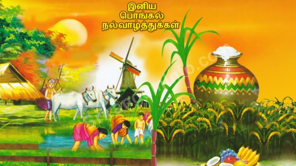 Pongal-Tamil-Wishing-Quotes-2015-600x337